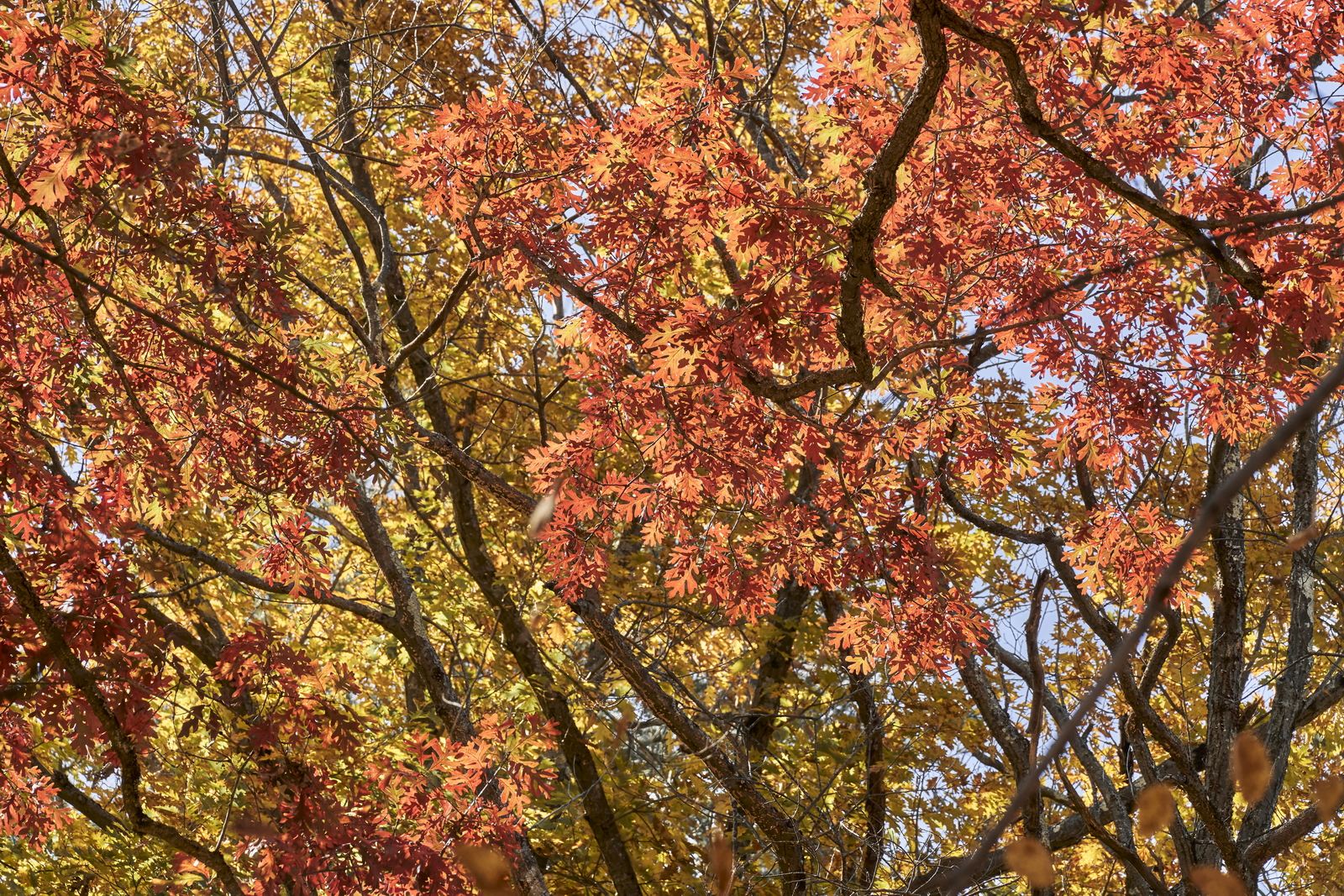Indian Summer, Letchworth State Park, NY, USA